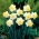 Wave daffodil -  XXXL pack  250 pcs