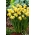 Нарцис Spring Sunshine - XL опаковка - 50 бр - 