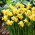 Narcisa Spring Sunshine - pachet XXXL 250 buc.