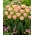 Tulipa Creme Upstar - pacote XL - 50 unid.