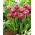 Ružový Cameo tulipán - 5 ks