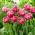 Pink Cameo tulipan - 5 kom