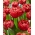 Katarski tulipan - XXXL pakiranje 250 kom