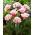 Queensland tulipan - 5 stk