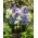 Selección de colores de cebolla alpina - 10 piezas; cebolla albarrana de dos hojas