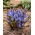 Scille alpin bleu - XXL pack 100 pcs; scille a deux feuilles