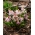 Cebolla alpina rosa - Paquete XXL 100 uds.; cebolla albarrana de dos hojas