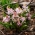 Cebolla alpina rosa - Paquete XXL 100 uds.; cebolla albarrana de dos hojas