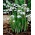 Sam Arnott multi-flowered snowdrop - XL pack - 50 pcs