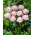 Tulipano di Perth - XXXL conf. 250 pz