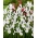 Iris olandese dell'Alaska - 10 pezzi