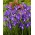 Valentine Dutch iris - 10 pcs