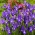 Iris olandese di San Valentino - 10 pz