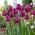 Tulipe bouillie - pack XL - 50 pcs