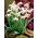 Hippolyta - floco de neve com flor dupla - pacote XL 30 unid.