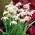 Hippolyta - perce-neige a fleurs doubles - pack XXL 150 pcs