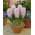Hyacinthus Kinarosa - Hyacint Kinarosa - XXL förpackning 150 st