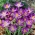Crocus de pădure Whitewell Purple - pachet XXXL - 500 buc. ; crocus timpuriu, crocus lui Tommasini