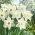 Narcissus Mount Hood - Daffodil Mount Hood - XXXL förpackning 250 st