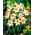 Daffodil Accent - XXXL pakke 250 stk