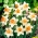 Daffodil Accent - XXXL pakke 250 stk