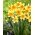 Narcisa Fortissimo - Daffodil Fortissimo - XXXL pakiranje 250 kos