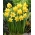 Narcisa Jetfire - Daffodil Jetfire - XXXL pakiranje 250 kos