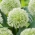 Allium karataviense - XXL pack 150 pcs
