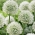 Allium Mont Blanc - XL balení - 50 ks.