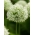 Allium Mont Blanc - XL förpackning - 50 st