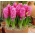 Hyacinthus Pink Pearl - Hyazinthe Pink Pearl - XXL-Packung 150 Stk