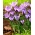 Crocus Spring Beauty - XXXL balení - 500 ks.