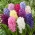 Hyacinthus Mix - Hyacinth Mix - XXL pakke 150 stk