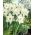 Narcissus Mount Hood - Narcis Mount Hood - XXXL pak 250 st - 