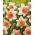 Påsklilja, narciss Chromacolor - XXXL förpackning 250 st
