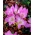 Colchicum Lilac Wonder - Autumn Meadow Saffron Lilac Wonder - XL iepakojums - 50 gab.