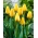 Tulipa Golden Apeldoorn - Tulipano Golden Apeldoorn - Confezione XXXL 250 pz