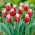 Tulipa Canasta - Tulp Canasta - XXXL pak 250 st - 