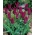 Tulipa Borgoña - Tulipa Borgoña - XXXL pack 250 uds