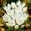 Colchicum Album - Autumn Meadow Saffron Album - XL-verpakking - 50 st - 