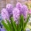 Hyacinth Splendid Cornelia - Hyacinth Splendid Cornelia - XXL pack 150 uds