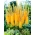 Eremurus, Foxtail Lilies Pinokkio - velké balení! - 10 ks.
