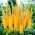 Eremurus, Foxtail Lilies Pinokkio - veliko pakiranje! - 10 kosov