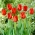 Tulipa Apeldorn - Лале Апелдорн - XXXL опаковка 250 бр - 