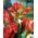 Tulipa Perroquet Exotique - Perroquet Tulipe Exotique - Pack XXXL 250 pcs
