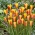 Tulipa Chrysantha - Tulpen-Chrysantha - XXXL-Packung 250 Stk - 