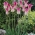 Tulipa Florosa - Tulpe Florosa - XXXL-Packung 250 Stk - 