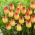 Tulipa Suncatcher - Tulip Suncatcher - XXXL-Packung 250 Stk - 