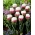 Tulpeneis - seltene Blüten in Pfingstrosenform - XXXL-Packung 250 Stk - 