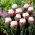 Sorvete de Tulipa - flores raras em forma de peônia - pacote XXXL 250 unid.